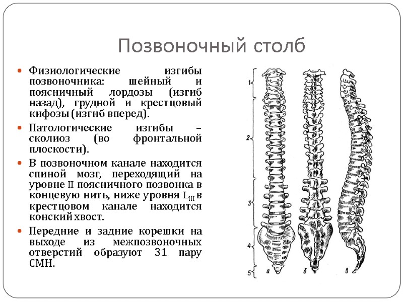 Позвоночный столб Физиологические изгибы позвоночника: шейный и поясничный лордозы (изгиб назад), грудной и крестцовый